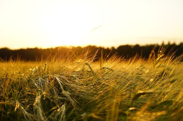 Zabiegi Herbicydowe a Siew Kukurydzy - Klucz do Urodzajnego Plonu